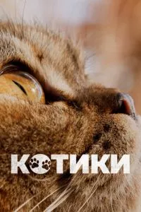 смотреть Котики